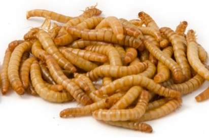 2.5kg meelwormen