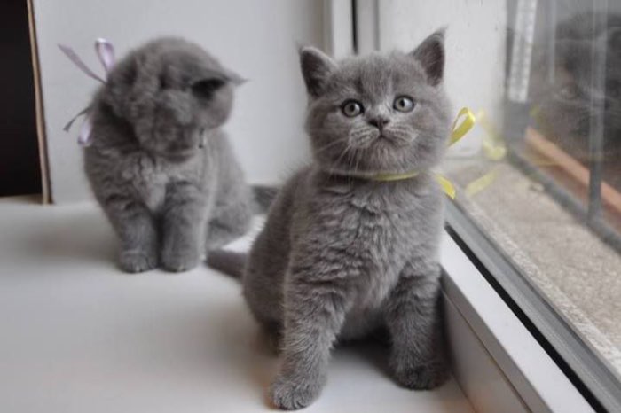 britse kittens kittens te koop