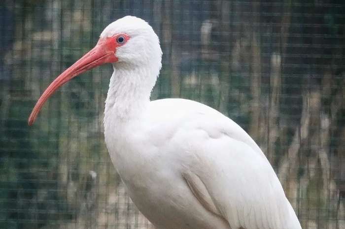 kweekgroep witte amerikaanse ibissen
