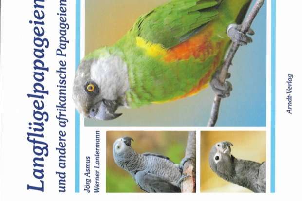 langflügelpapageien und andere afrikanischen papageien
