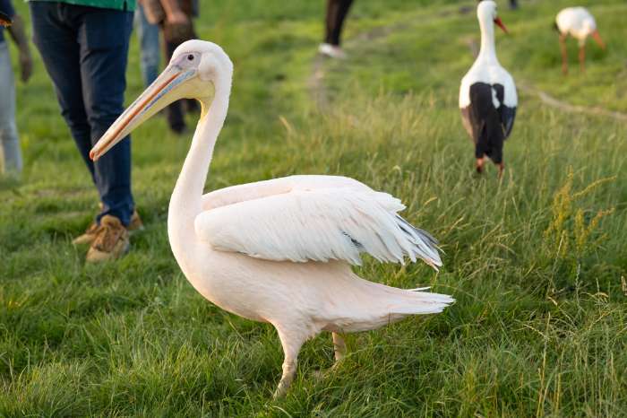 gezocht: roze pelikaan man
