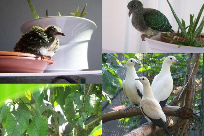 exotic pigeons for sale