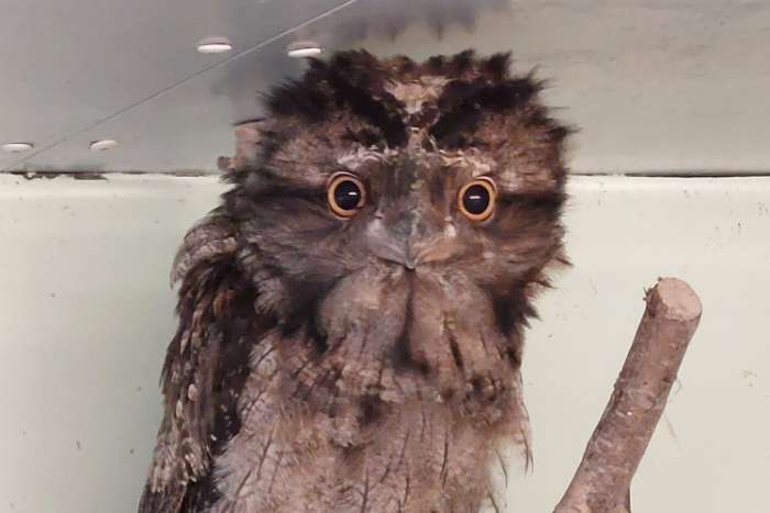 1,0 tawny frogmouth