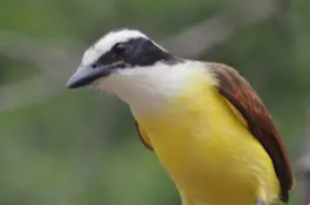 1.0 grote kiskadee pitangus sulphuratus nz2023
