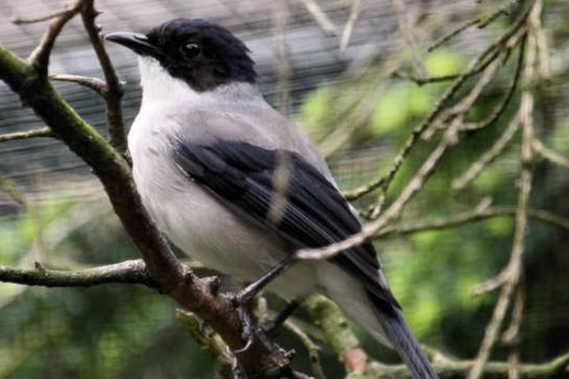 0.1 black headed sibia heterophasia desgodinsi nz2024 dna