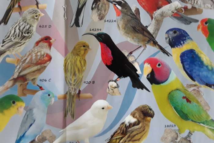 vogelbeurs neede