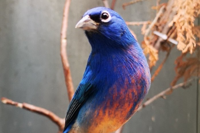 passerina rositae 2024