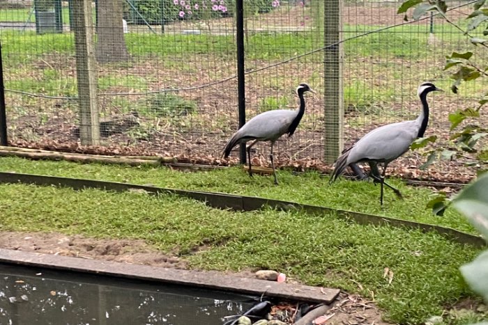 beschikbaar 1-0 jufferkraanvogel 2021 met dna certificaat