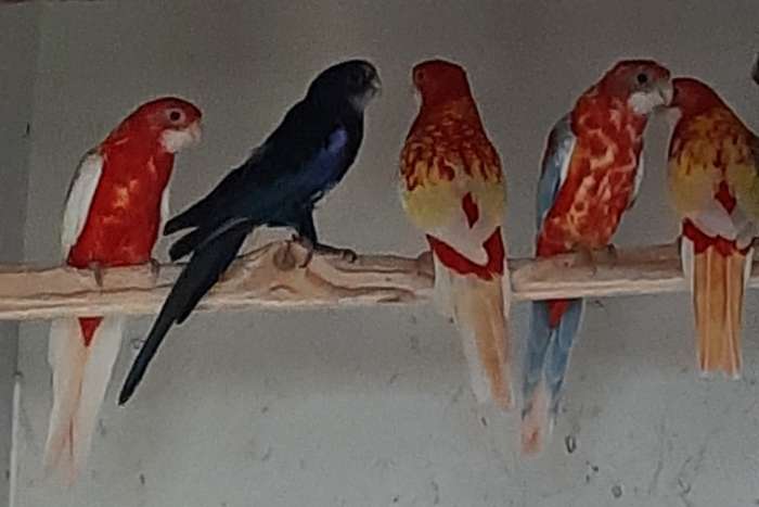 diverse mutaties rosella's
