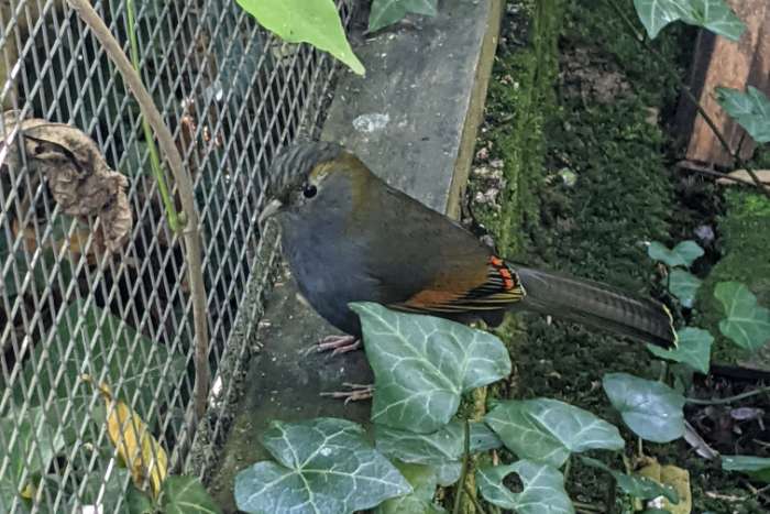 liocichla omeinsis 2024