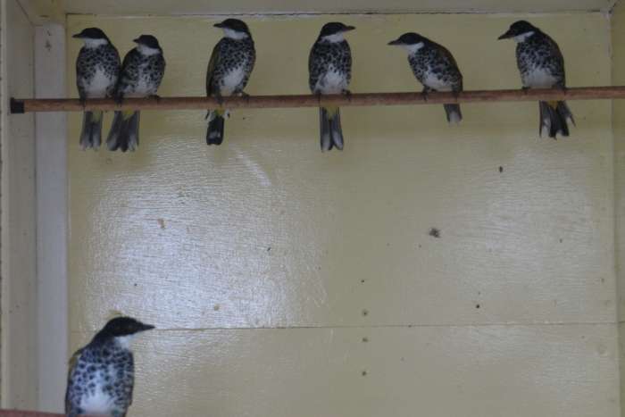 scaley-breasted bulbuls