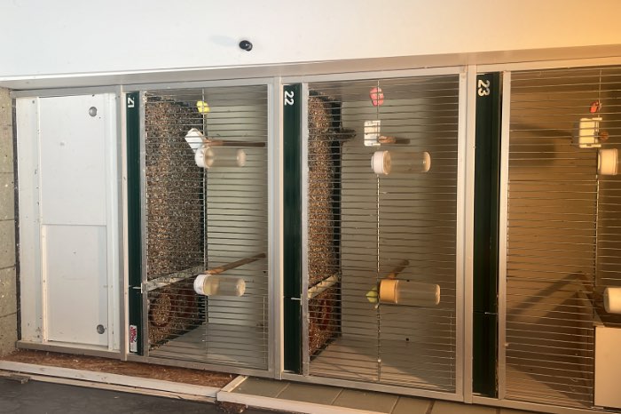 blok van keulen kooien. parkieten