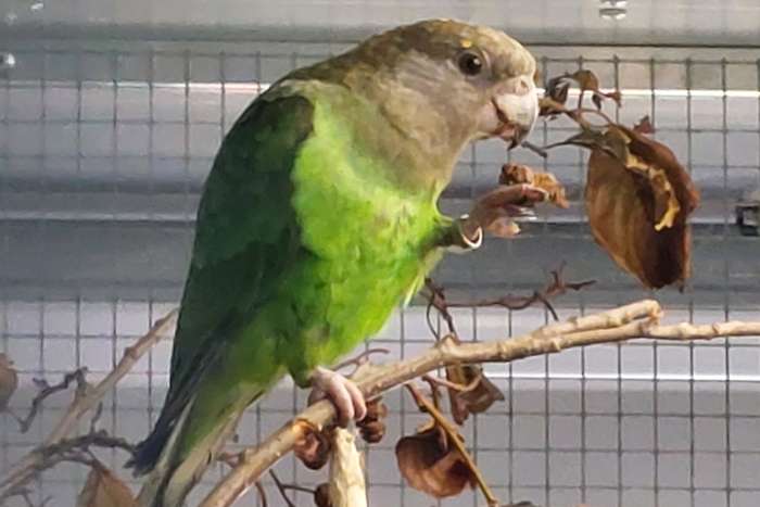 2,0 brownheaded parrot