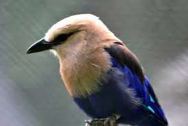 2-2 blauwbuikscharrelaars ( coracias cyanogaster )