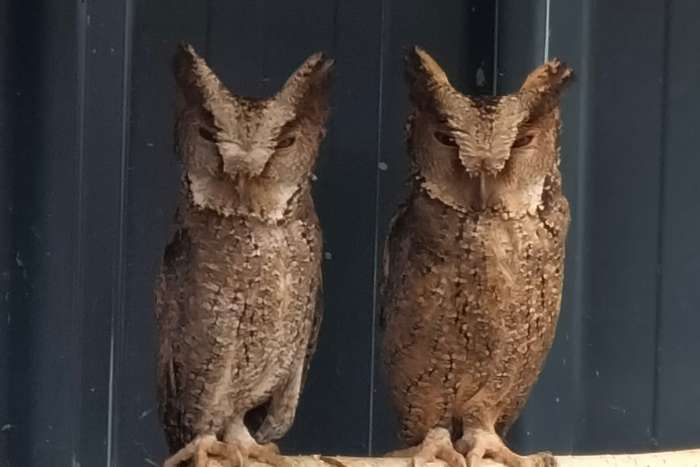 otus megalotis / filipijnse dwergooruil