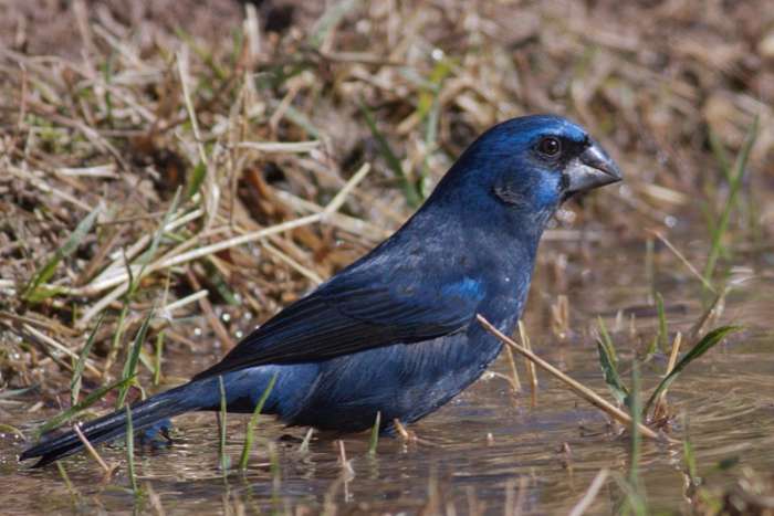 gevraagd :  1 tot 2 kweekkoppels  braz. blauwe bisschop