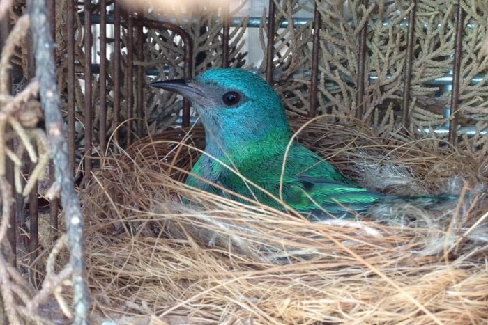 dacnis cayana female - blue dacnis female