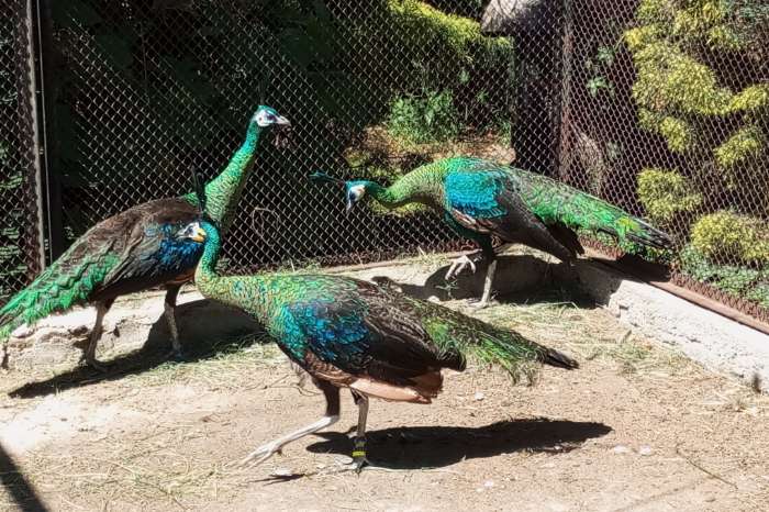 i will sell green peafowl (ährenträgerpfau)-pavo muticus muticus
