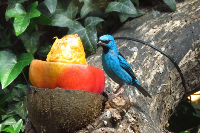 dacnis cayana