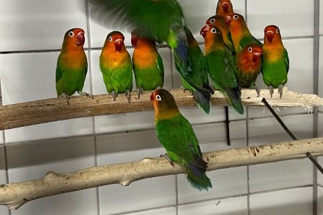 diverse kleuren fischeri’s
