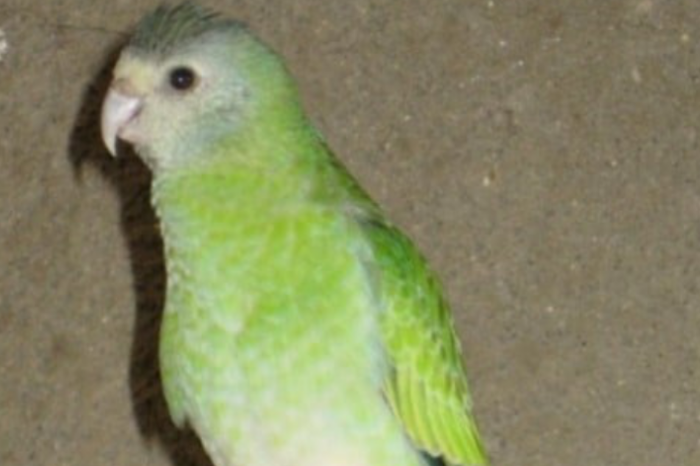 goudschouder parkiet