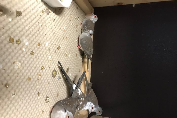 bonte diamantduifjes