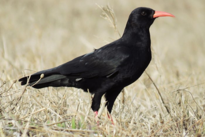 gezocth pyrrhocorax pyrrhocorax