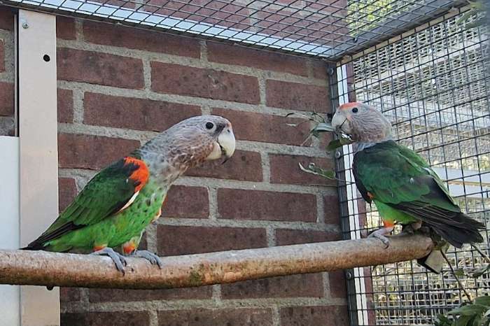 1-1 poicephalus suahelicus