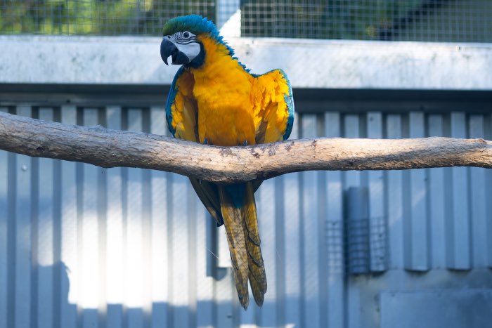 blauw gele ara