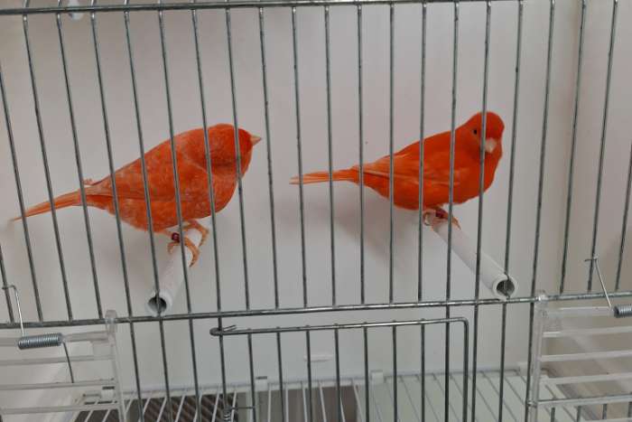 kanarie rood vetstof