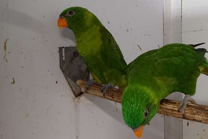 weberlori