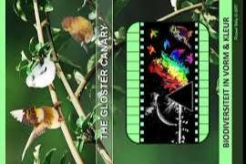 the gloster canary biodiversiteit in vorm en kleur