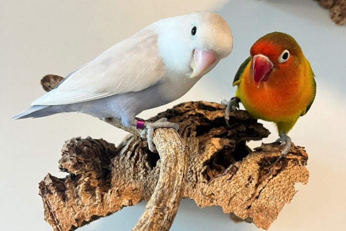2 agapornis mannen