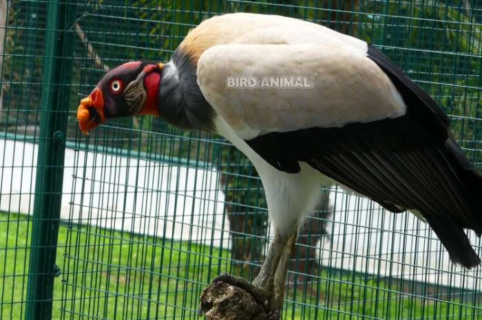 king vulture (sarcoramphus papa) pair