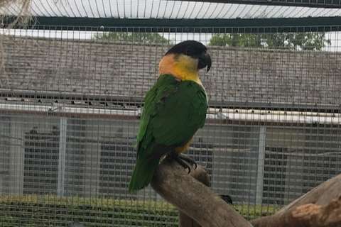 zwartkopcaique