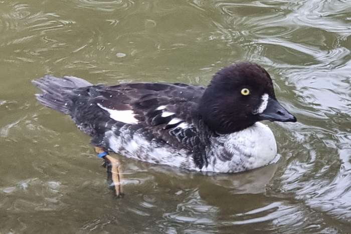 barrow's goldeneye / garrot d'islande  1/0 2024