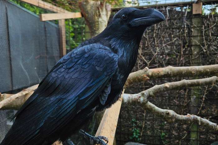 gezocht kraai soorten raven eksters kauw kraai gaai enz