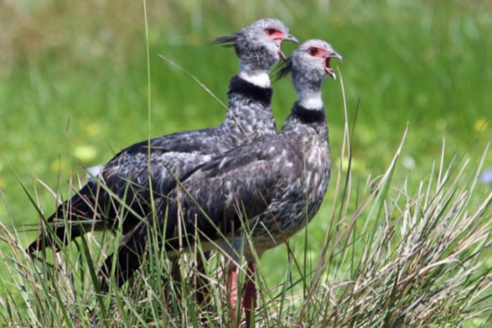0-2 kuifhoenderkoeten (chauna torquata)