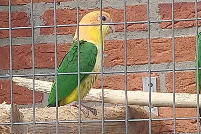 roestkop caique