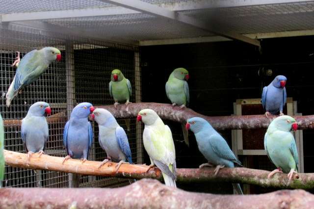opaline halsbanden in vele kleuren en mutatie