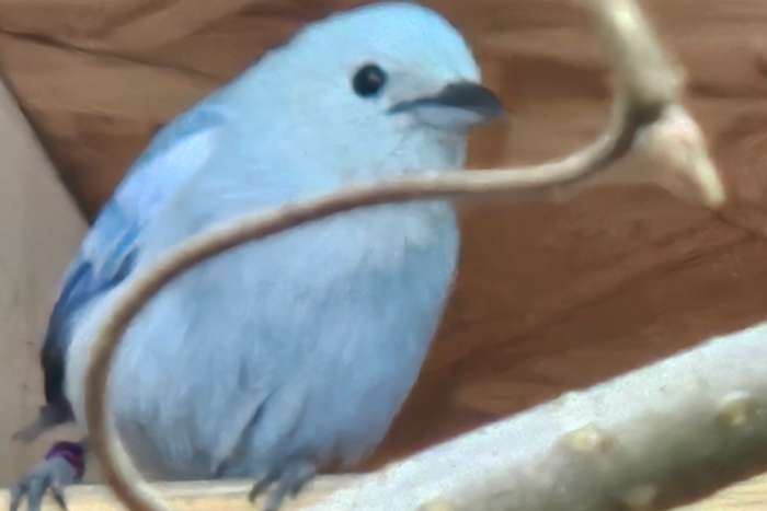 blauwgrijze witschouder tangara