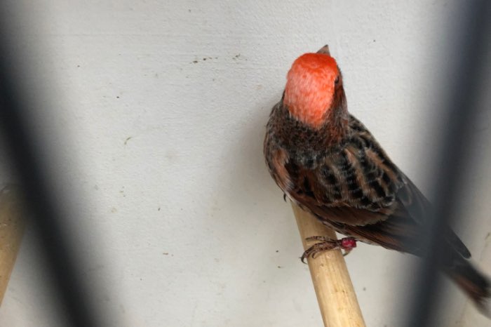 top vogels