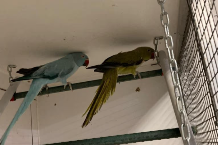 kweekkoppel halsbandparkieten