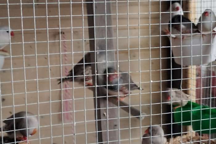 zebravinken te koop!13 stuks!