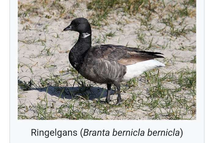 branta bernicla bernicla