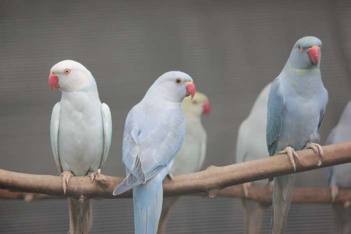 zonparkiet, princess, roodrug, halsband