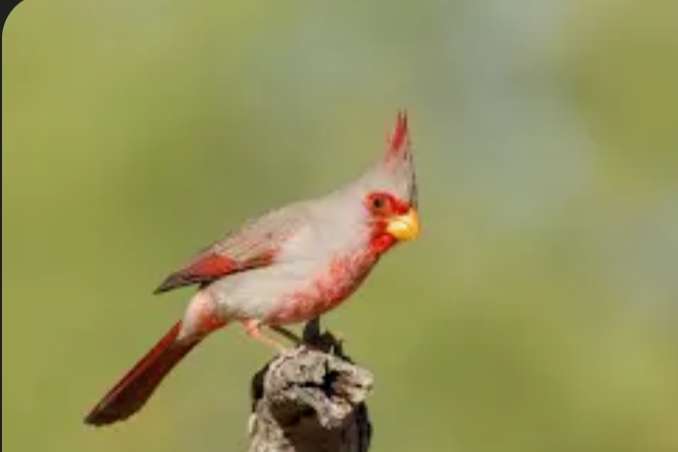 paroaria coronata/cardinalis sinuatus