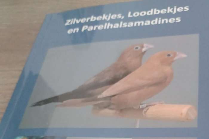 zilverbekjes, loodbekjes en parelhalsamadines