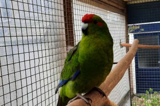 kakariki