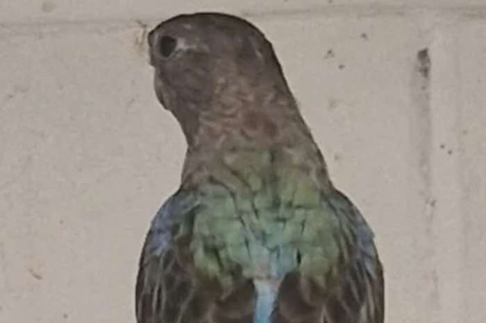 bourke parkiet blauwe